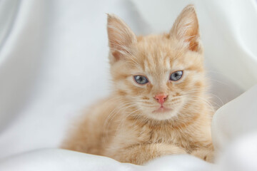 Red kitten on a white background sits.Pet and man's friend
