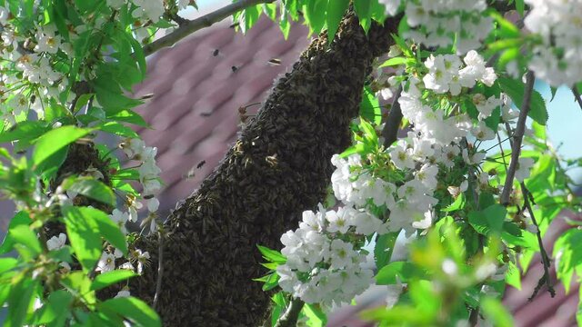 Bienenschwarm am Kirschbaum im Fr&uuml;hling im Garten, Sp&auml;herinnen, Bienenvolk bei Behausung