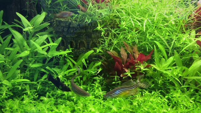 Danio and guppy fish swimming in beautiful planted tank, seraching for food, 4K