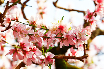 Beautiful peach blossom