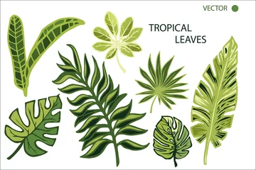 Fotobehang Tropische bladeren TROPICAL SET [преобразованный]
