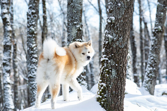 Akita dog walking in forest in snow