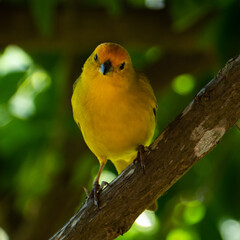 Atlantic Canary, a small Brazilian wild bird. The yellow canary Crithagra flaviventris is a small passerine bird in the finch family. 