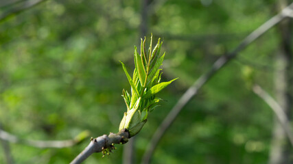 Tree flowers
