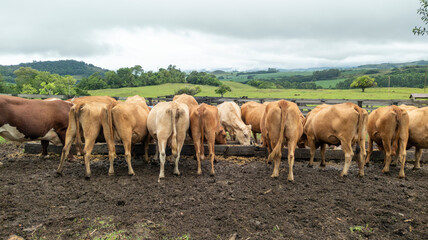 Row cattle feeding in a feeder, seen from behind, their rear
