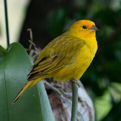 Atlantic Canary, a small Brazilian wild bird. The yellow canary Crithagra flaviventris is a small passerine bird in the finch family. 