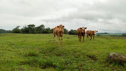 Three beautiful calves in a green meadow, under a cloudy sky