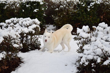 Husky Paying in Snow