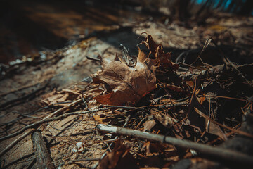Details of the nature in winter. Marietta, Georgia.