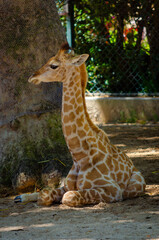 Baby giraffe in the zoo