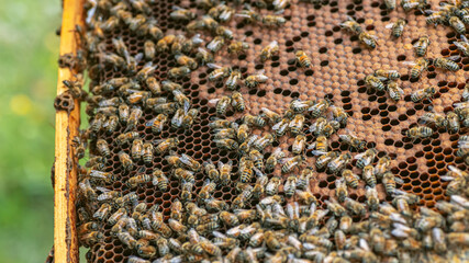 Inspection of bee families on apiary in spring Beekeeping concept. Soft focus