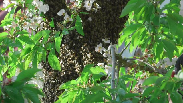 Bienenschwarm am Kirschbaum im Garten, Bienenvolk, Schwarm, Sp&auml;herinnen am Werk