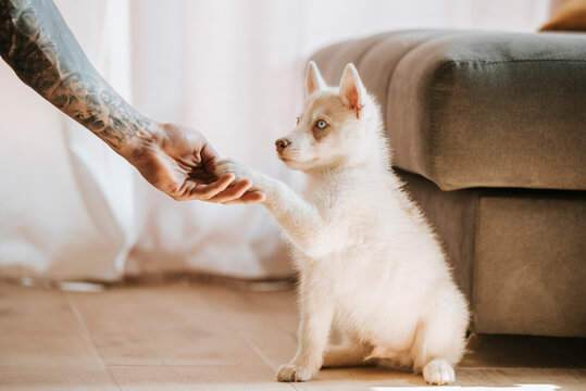 Puppy giving pay in owner hand while sitting at home