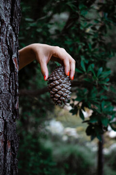 Hand of woman holding pine cone by tree trunk in forest