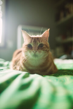 Close-up of ginger cat relaxing on bed at home
