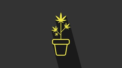 Yellow Medical marijuana or cannabis plant in pot icon isolated on grey background. Marijuana growing concept. Hemp potted plant. 4K Video motion graphic animation