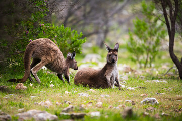 kangaroo in the grass Joey going for comfort