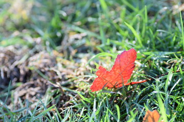 Single Broken Red Leaf on an unkempt lawn of green grass
