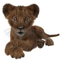 Obraz premium Cute lion cub lying down with paws crossed.