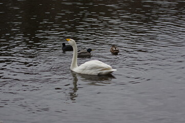 Obraz premium 厳しい寒さを避けて越冬で飛来地へと渡ってきた、美しい白い羽毛のオオハクチョウ