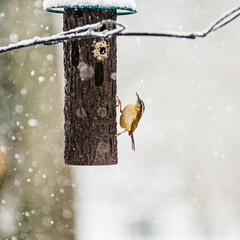 Carolina Wren Bird in Snow