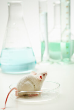 Laboratory mouse in Petri dish, studio shot