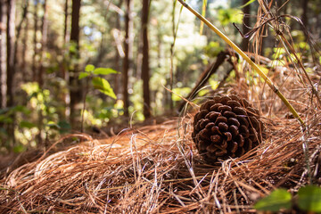 close up of a pine cone
