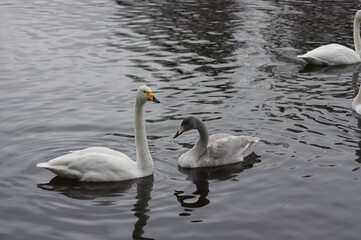 Fototapeta premium 厳しい寒さを避けて越冬で飛来地へと渡ってきた、美しい白い羽毛のオオハクチョウ