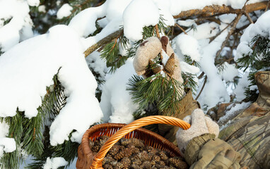 Man collects pine cones in a wicker basket