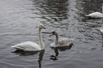厳しい寒さを避けて越冬で飛来地へと渡ってきた、美しい白い羽毛のオオハクチョウ