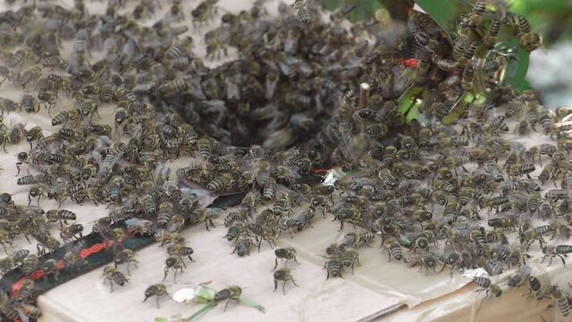 Bienenschwarm im Fr&uuml;hling am Baum im Karton gesammelt, Bienenvolk am Umsiedlung, Behausung
