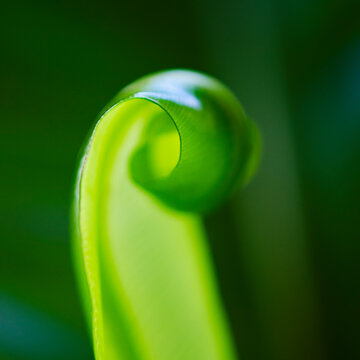 Close-up of grass blade