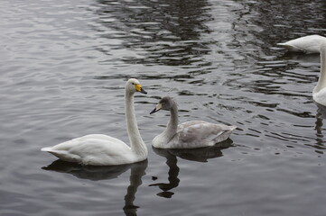 Obraz premium 厳しい寒さを避けて越冬で飛来地へと渡ってきた、美しい白い羽毛のオオハクチョウ