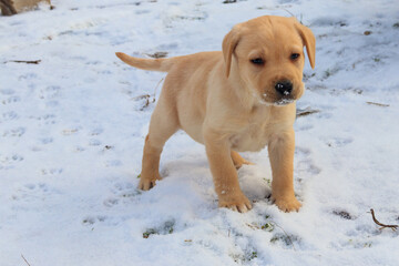 Small cute labrador retriever puppy dog in white snow