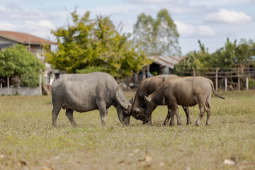 Fototapeta premium Buffalos, Field In Countryside Of Thailand.