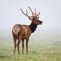 Wild elk buck standing in a misty field in the summer with velvet antlers in Western Washington State