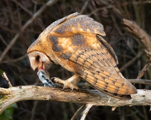 Close up of a barn Owl eating a freshly caught vole on a branch in daytime during winter in the Skagit Valley of western Washington State