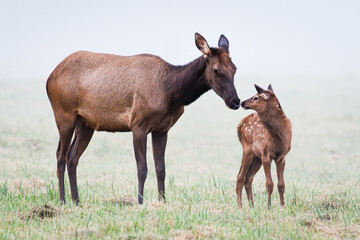 Naklejka na ściany i meble Mother elk showing her love for her young calf by touching noses in a misty field at Snoqualmie in western Washington State