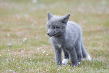 Wild Red Fox kit standing on the grass with wildflowers showing off its gray colored coat on a...