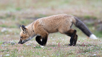 Young Red Fox practices tracking across the open prairie of the National Park at American Camp on the San Juan Islands in Washington