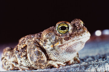 Natterjack Toad (Epidalea calamita) on a Road