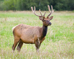 A young buck stands in a summer meadow with velvet antlers in the Cascade Mountains foothill town of Snoqualmie Washington