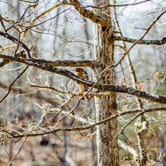 Red-shouldered Hawk in Tree