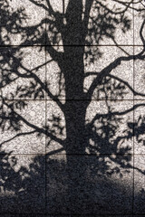 植え込みの木の影