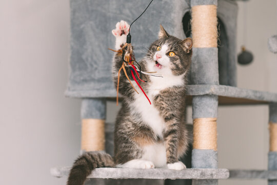 Beautiful striped cat sitting on grey cat tree, tower or condo with scratching boards and playing with toy.