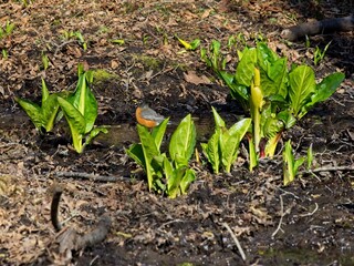 Yellow flowers of a skunk cabbage bloom in the spring in wetland