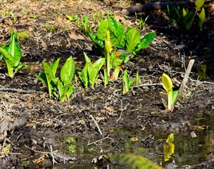 Yellow flowers of a skunk cabbage bloom in the spring in wetland