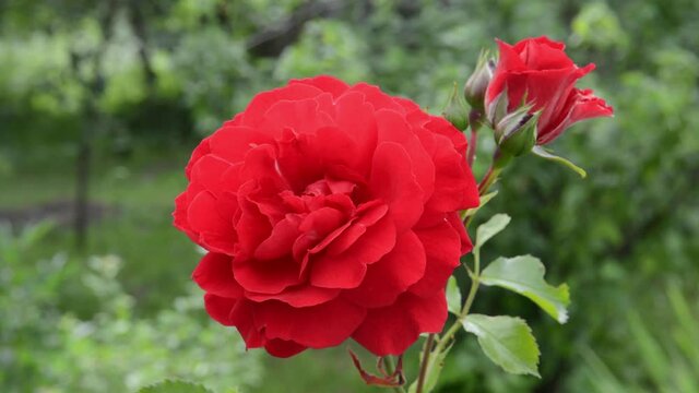 Red rose flower on the wind. High quality FullHD video footage