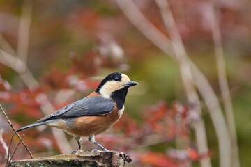 紅葉バックにお立ち台でポーズするヤマガラ