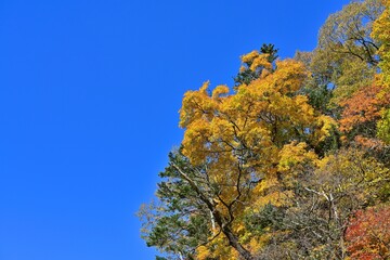 青空バックにグラデーションがきれいなカエデの黄葉＠赤岩青巌峡、北海道